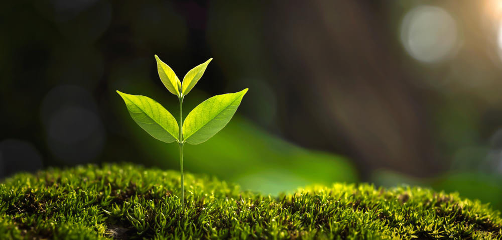 Quality and environment